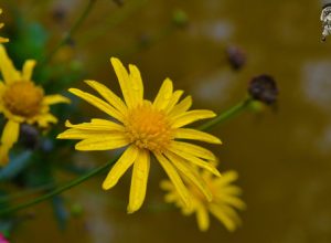 Flower Photography