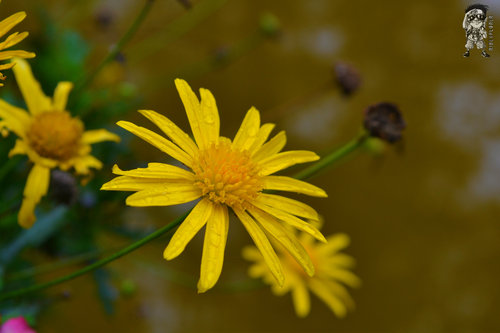 Flower Photography