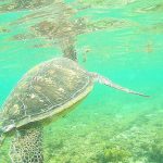 Apo Island Negros