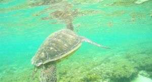 Apo Island Negros