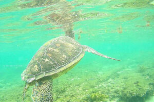 Apo Island Negros