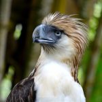 Philippine Eagle