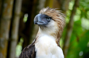 Philippine Eagle