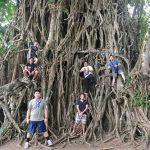 Balete Tree baler