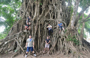 Balete Tree baler