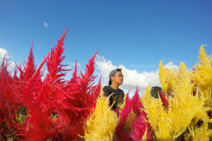 Sirao Flower Farm