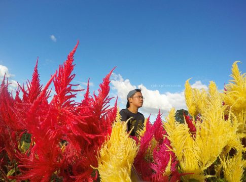 Sirao Flower Farm