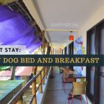 lazy dog bed and breakfast