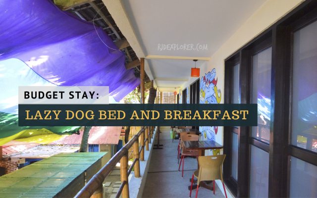 lazy dog bed and breakfast