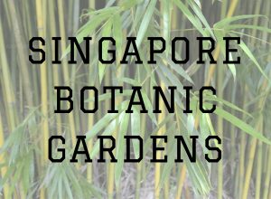 singapore botanic gardens