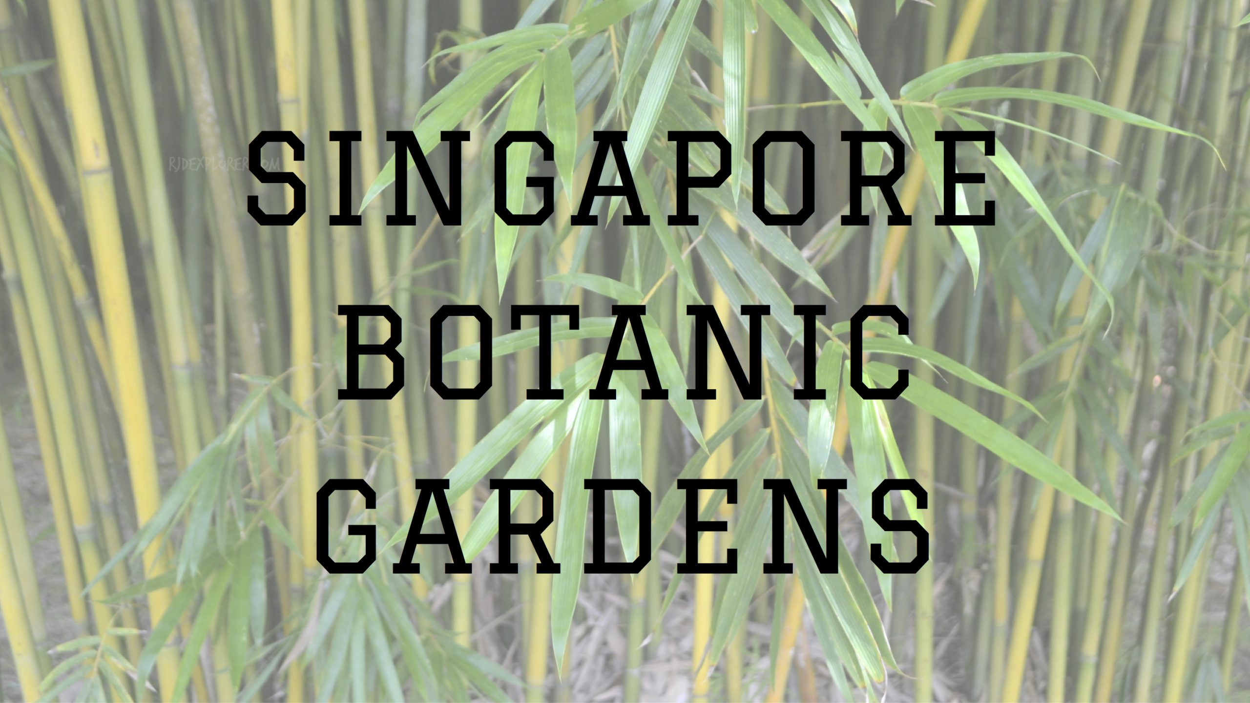 SINGAPORE | Lush Surroundings of Singapore Botanic Gardens